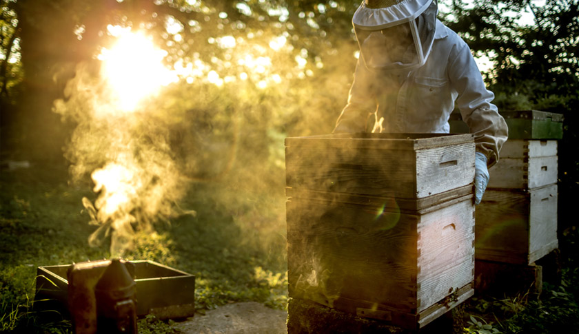 Arı yetiştiriciliğinde petek çoğaltma nasıl yapılır ?
