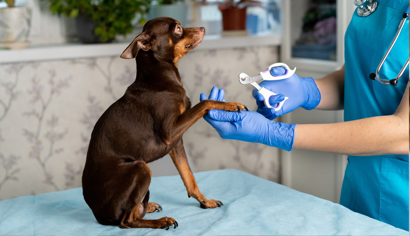 Köpeklerde pet kuaför bakımı ne zaman yapılmalıdır ? 